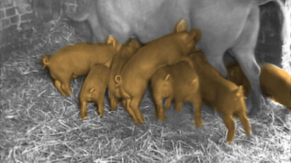 film still: Piglets ram raiding a very tired sow. Treated live-action with digital watercolour painted over the top.

