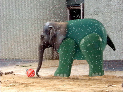 film still: elephant

