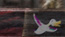 duck2

