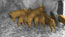 Piglets ram raiding a very tired sow. Treated live-action with digital watercolour painted over the top.

