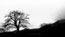 The booming fallout scours the barren landscape (North Wales)

